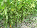 影响大豆价格变动因素有哪些？