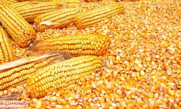 从政策和供需看玉米后期走势 8月玉米难言好转