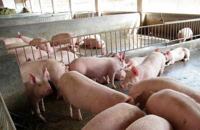 酸化剂好处多 猪料中该如何添加？