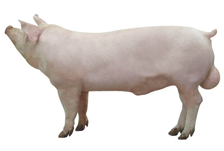 2016年8月4日全国各地区种猪市场最新价格行情