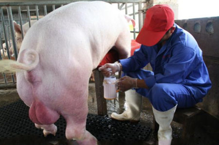 人工采精到底怎么采？怎么做才不会损害公猪健康？