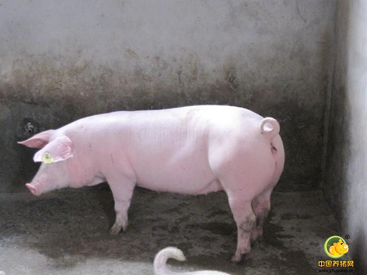瘦肉型种猪繁殖率提高窍门