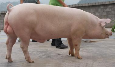 2016年8月8日全国各地区种猪市场最新价格行情