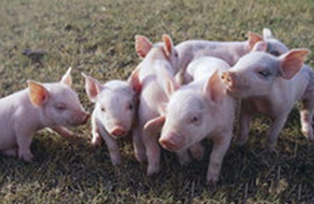 大蒜素喂猪的六大好处 降低腹泻率改善猪肉品质