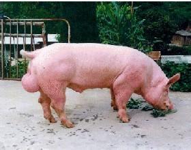 2016年8月12日全国各地区种猪市场最新价格行情