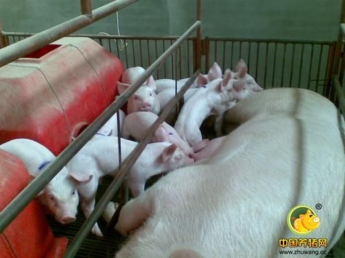 改造母猪产床,减少压仔死亡