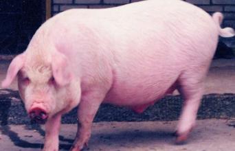 母猪生产前后减料有助消除生理状况改变引发的不良反应