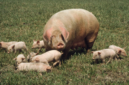 分析母猪产新鲜死胎的原因何在