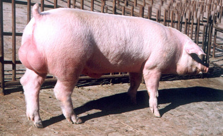 2016年8月18日全国各地区种猪市场最新价格行情
