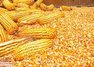 新粮产量不容乐观 优质玉米价格坚挺