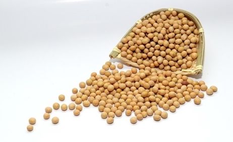 美豆不跌反涨 养殖业恢复缓慢豆粕需求减弱
