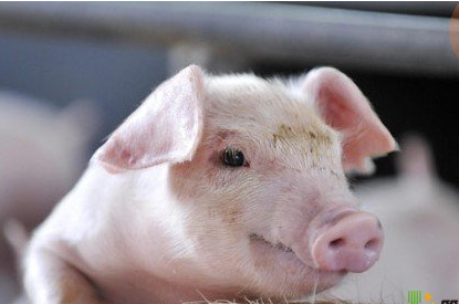 猪传染性关节炎在高温潮湿季节发病率较高，其病因及防治措施?