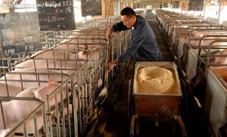 猪用配合饲料配方设计应遵循的一般原则