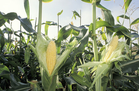 CBOT玉米期货因技术性卖盘结束六日连涨