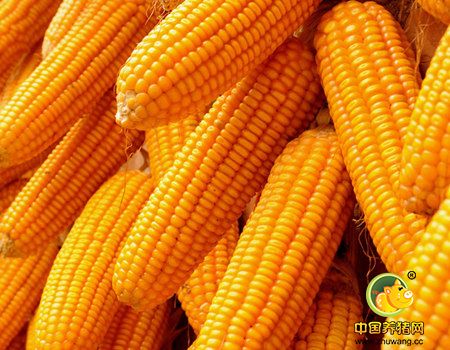辽宁：56.9亿玉米补贴已开始发放到生产者手中