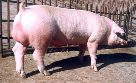 种猪的适宜温度范围是多少 高温对种公猪有何不良影响？