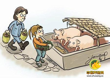 生猪养殖注重管理 饲料配方要做好