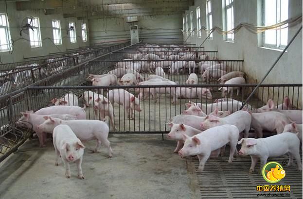 猪场管理不可轻视 超详细猪场问题改进方案
