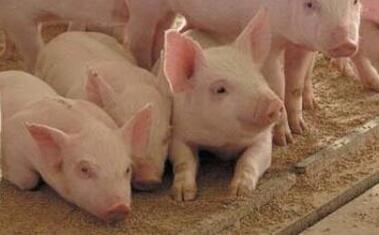 海大生猪养殖利润急升增长595% 预计再投产母猪存栏近4万头