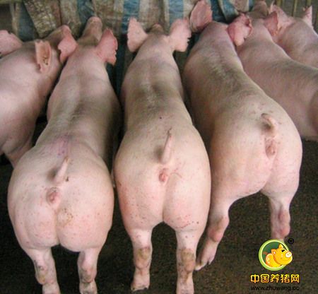 饲养后备母猪管理方案