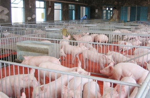 运猪新设施降低猪流行性腹泻传播风险