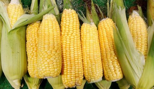 人民日报：减了些玉米，增了些啥？