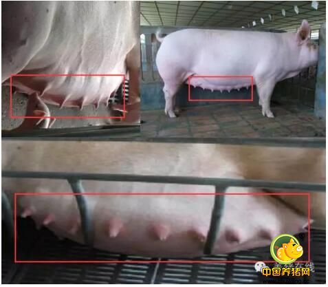 母猪选种特别重要又容易忽略的问题
