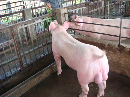 2016年9月7日全国各地区种猪市场最新价格行情