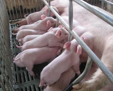 仔猪的寄养与代乳