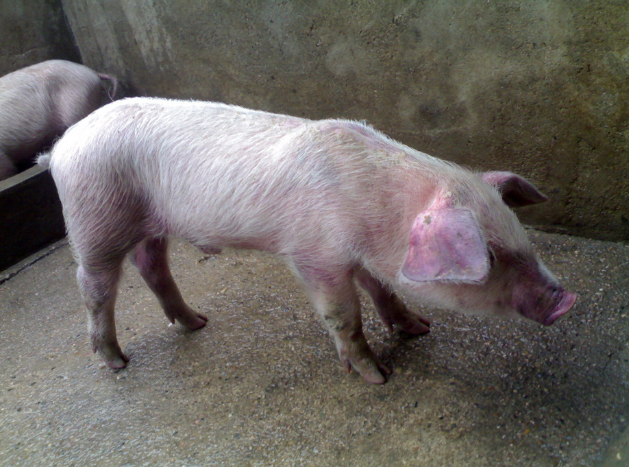 猪瘟俗称“烂肠瘟”是一种具有高度传染性疫病