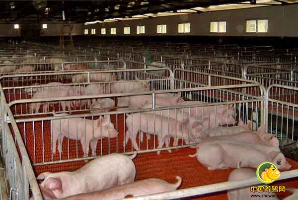 生猪养殖成本大，推动“机械规模化发展”成主流