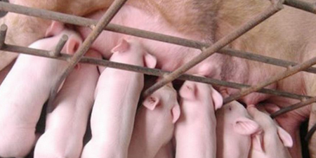 猪源供应偏紧 能繁母猪恢复仍然需要一个周期