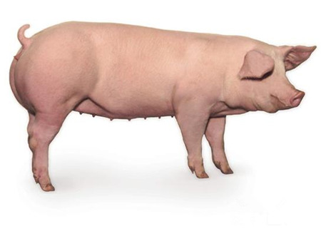 2016年9月19日全国各地区种猪市场最新价格行情