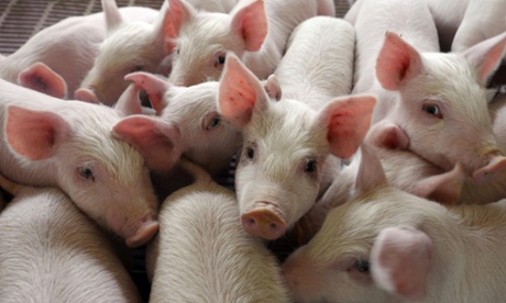 微猪——让养猪户“轻松”享受猪场数据电子化的便利
