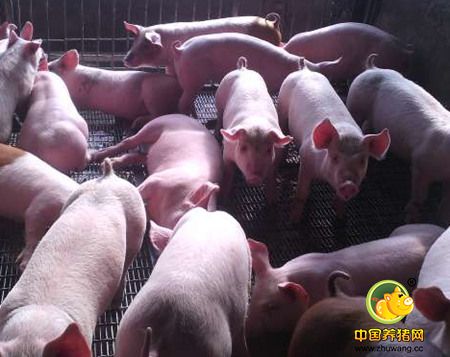 电子饲喂模式对母猪福利、健康和生产水平的影响！