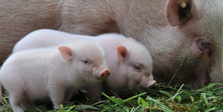 国庆节备货行为可能短时间内有利于猪价行情