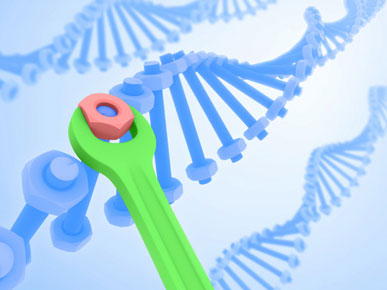 研究：全基因组从头测序方法为猪遗传育种提供了基础