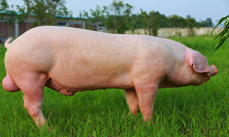 8000口种猪繁育项目在化德开工建设