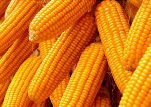 玉米“推陈出新” 价格面临“低开低走”