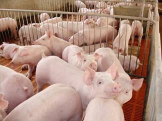 本轮生猪养殖效益受价格驱动增长较大