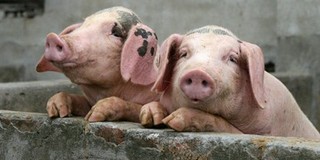 冷冬将来，国内肉类“腹背受敌” 猪价行情还会涨吗？