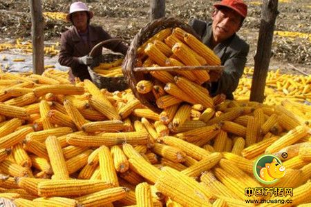 中国或开启玉米出口 国内市场会迎来利好吗？