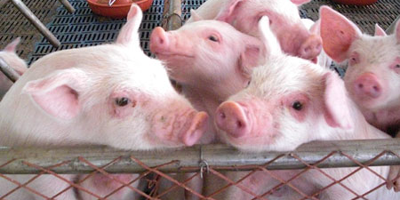 10月份大部分时间预计猪价不会再有更大的震荡