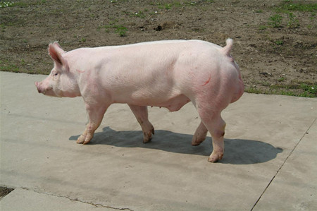 西北最大种猪场首批900头种猪顺利入场
