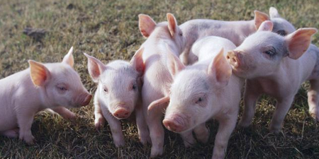 短期猪市主流是什么？生猪阶段性供应充足 杀跌不可取！