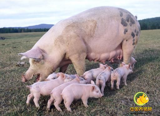 母猪后备、孕产、产后保健分别有哪些注意要点？