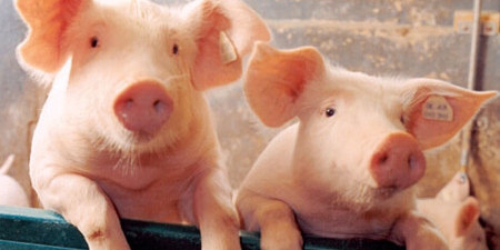 我国明年或推生猪期货对冲风险 猪周期还会存在吗？
