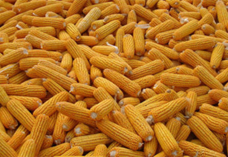 关注新粮上市：种玉米不赚钱 收储制度改革或见效
