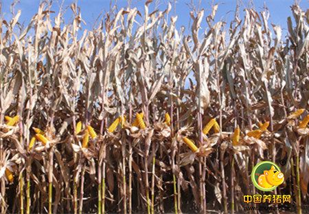 “密植+粒收”提升玉米种植效益