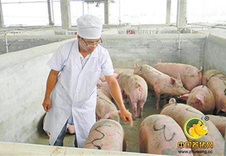 河南洛阳检验检疫局对645头加拿大种猪实施隔离检疫